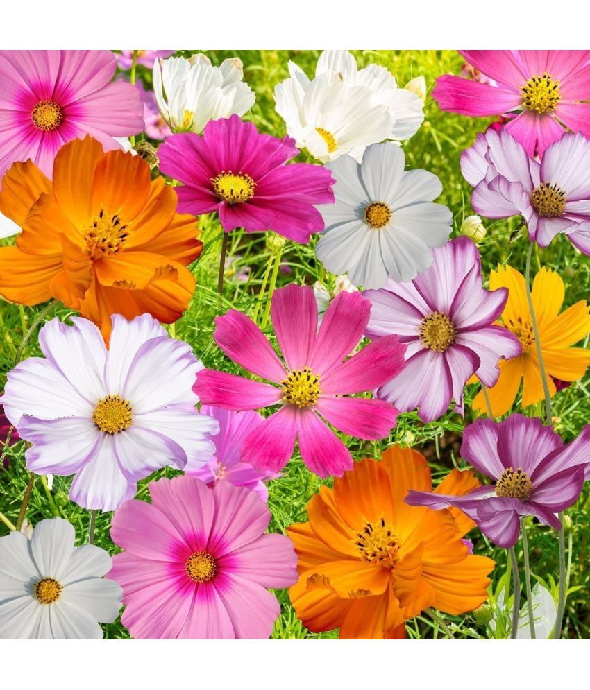     			homeagro - Cosmos Mixed Flower ( 20 Seeds )