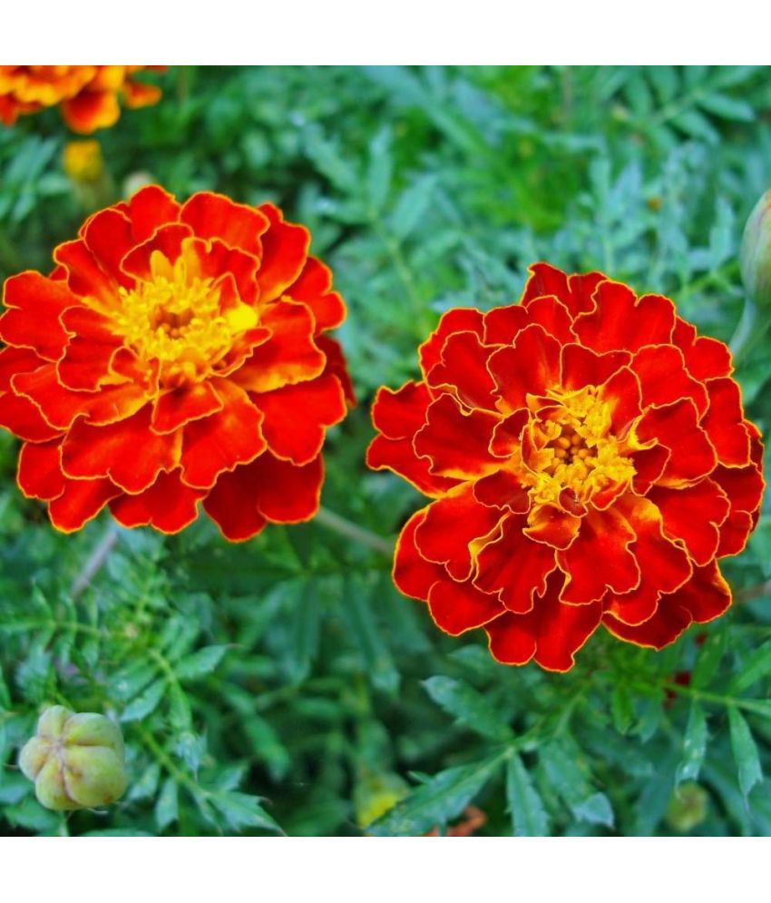     			homeagro - Marigold Flower ( 50 Seeds )