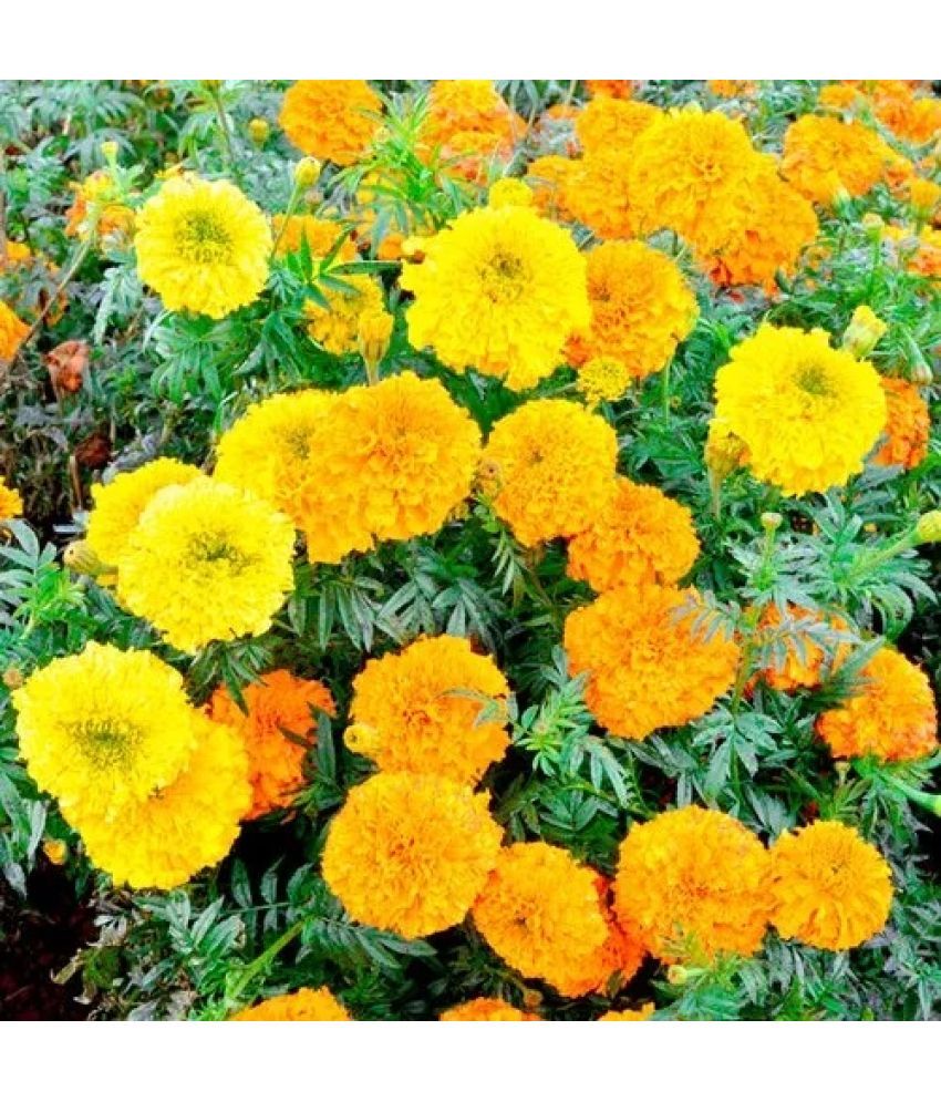     			homeagro - Marigold Flower ( 50 Seeds )