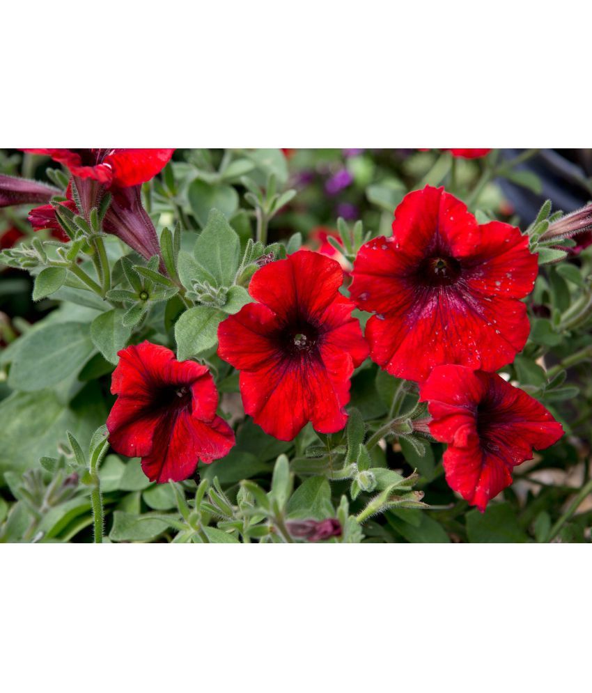     			homeagro - Petunia Mixed Flower ( 50 Seeds )