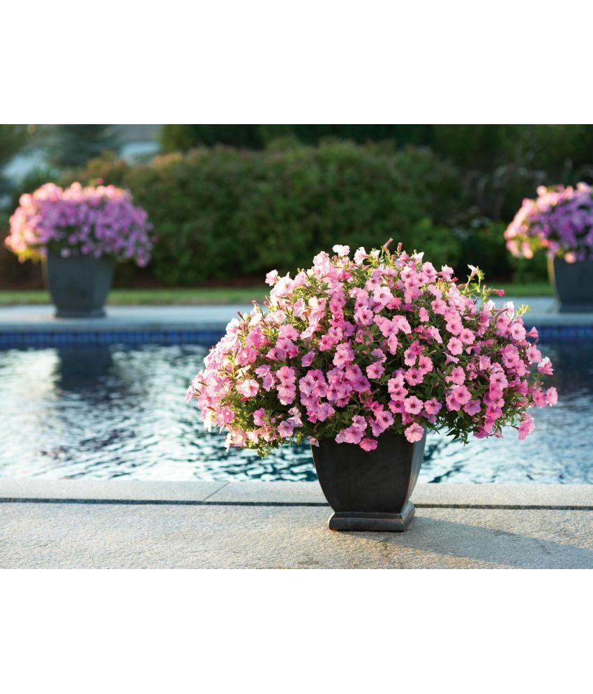     			homeagro - Petunia Mixed Flower ( 50 Seeds )