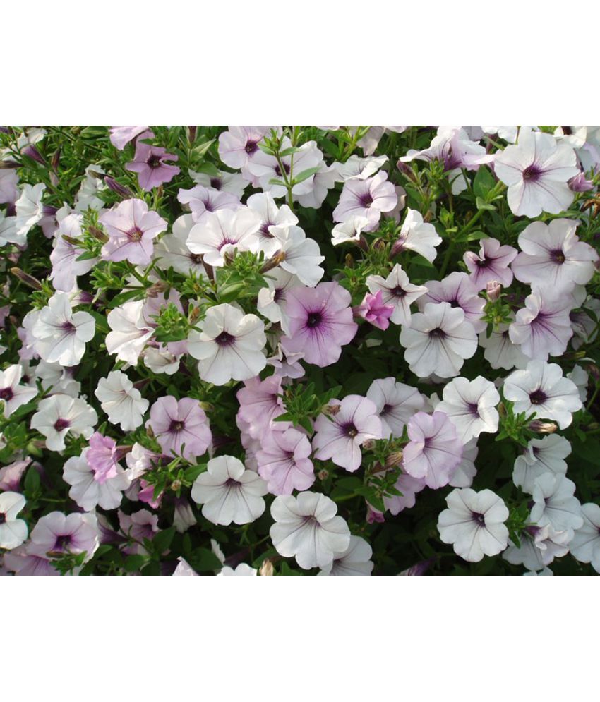     			homeagro - Petunia Mixed Flower ( 50 Seeds )