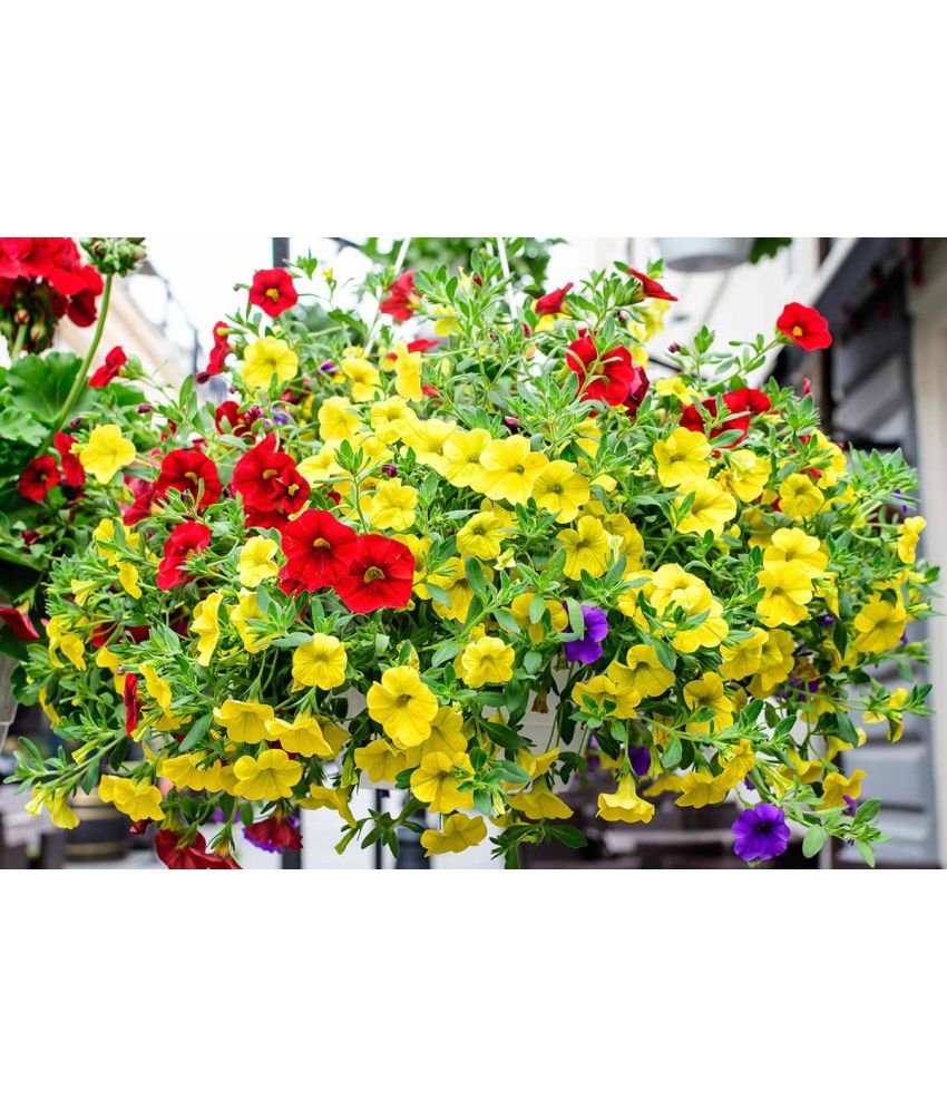     			homeagro - Petunia Mixed Flower ( 50 Seeds )