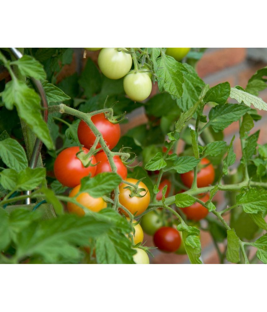     			homeagro - Tomato Vegetable ( 100 Seeds )