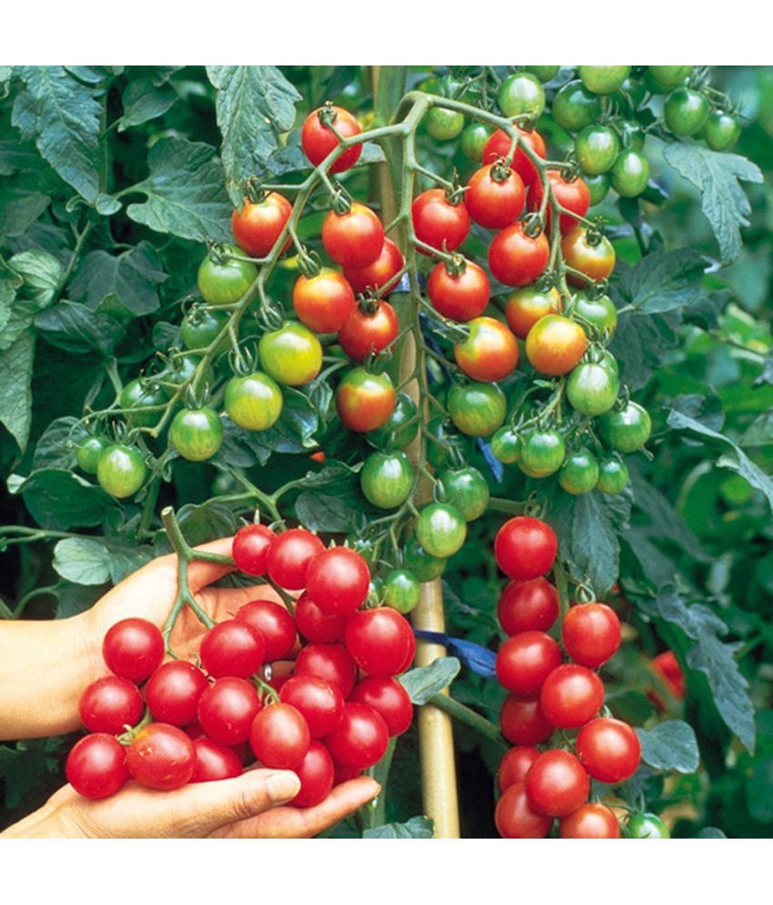     			homeagro - Tomato Vegetable ( 100 Seeds )