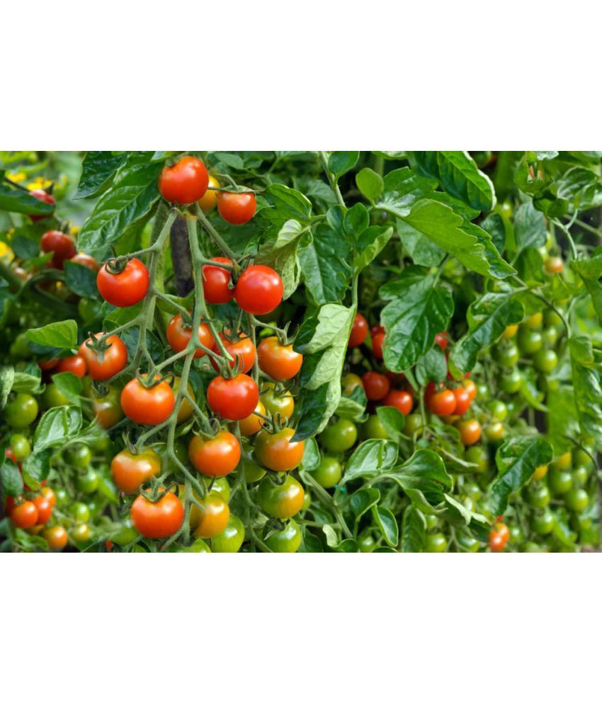     			homeagro - Tomato Vegetable ( 100 Seeds )