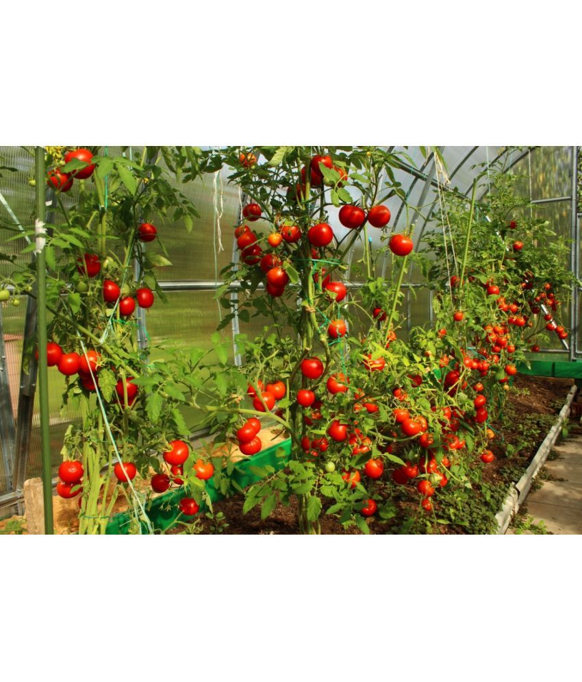     			homeagro - Tomato Vegetable ( 100 Seeds )