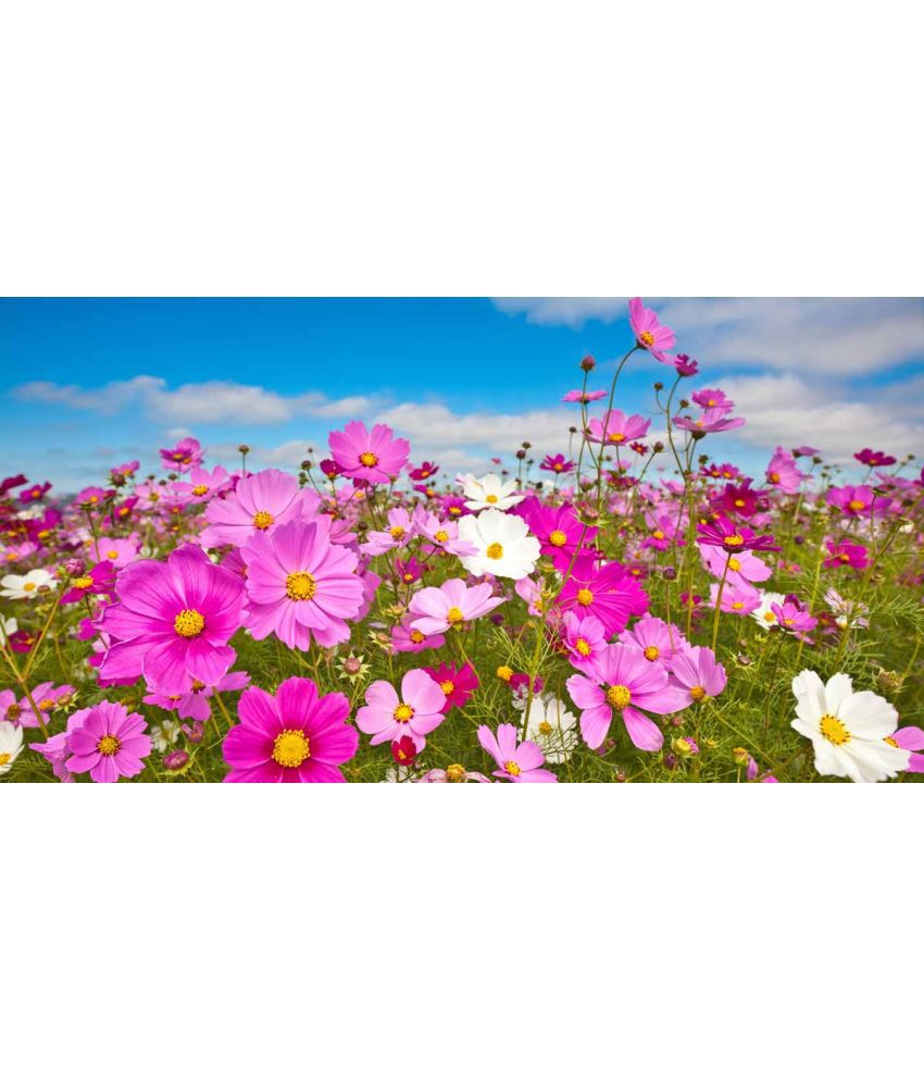     			homeagro - Cosmos Mixed Flower ( 20 Seeds )