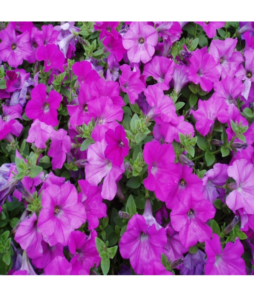     			homeagro - Petunia Mixed Flower ( 50 Seeds )