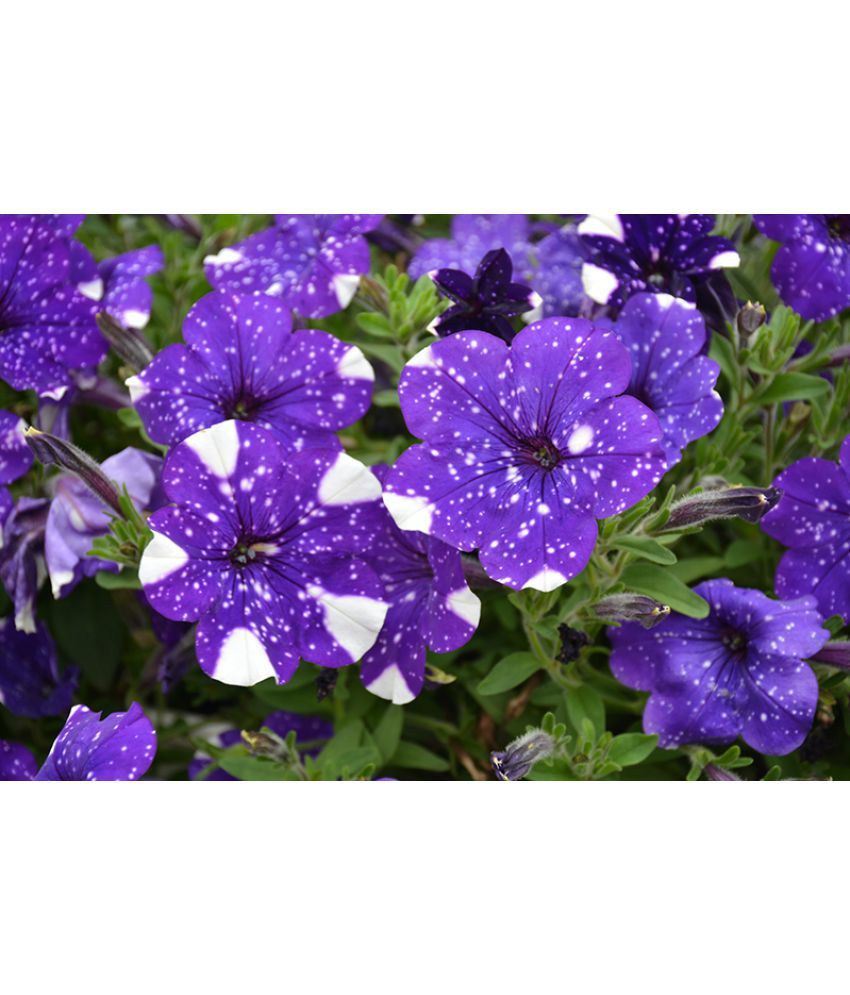     			homeagro - Petunia Mixed Flower ( 50 Seeds )