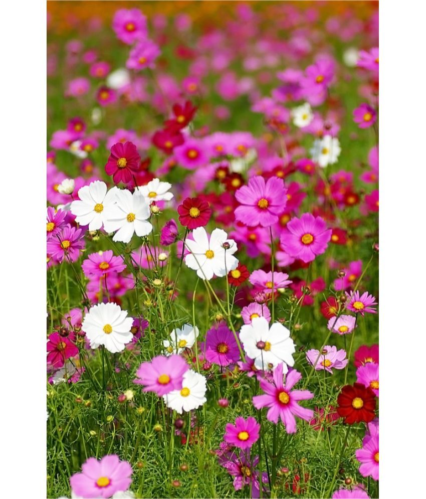     			homeagro - Cosmos Mixed Flower ( 20 Seeds )