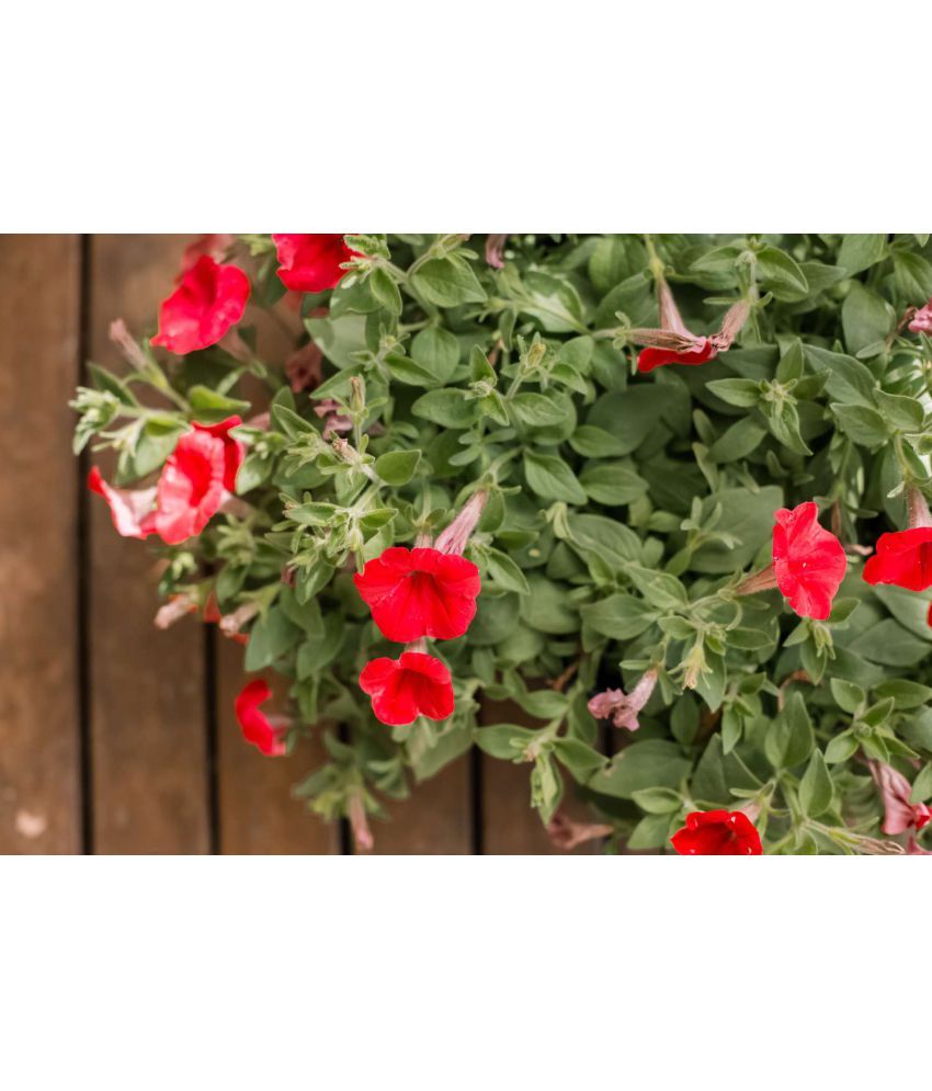     			homeagro - Petunia Mixed Flower ( 50 Seeds )