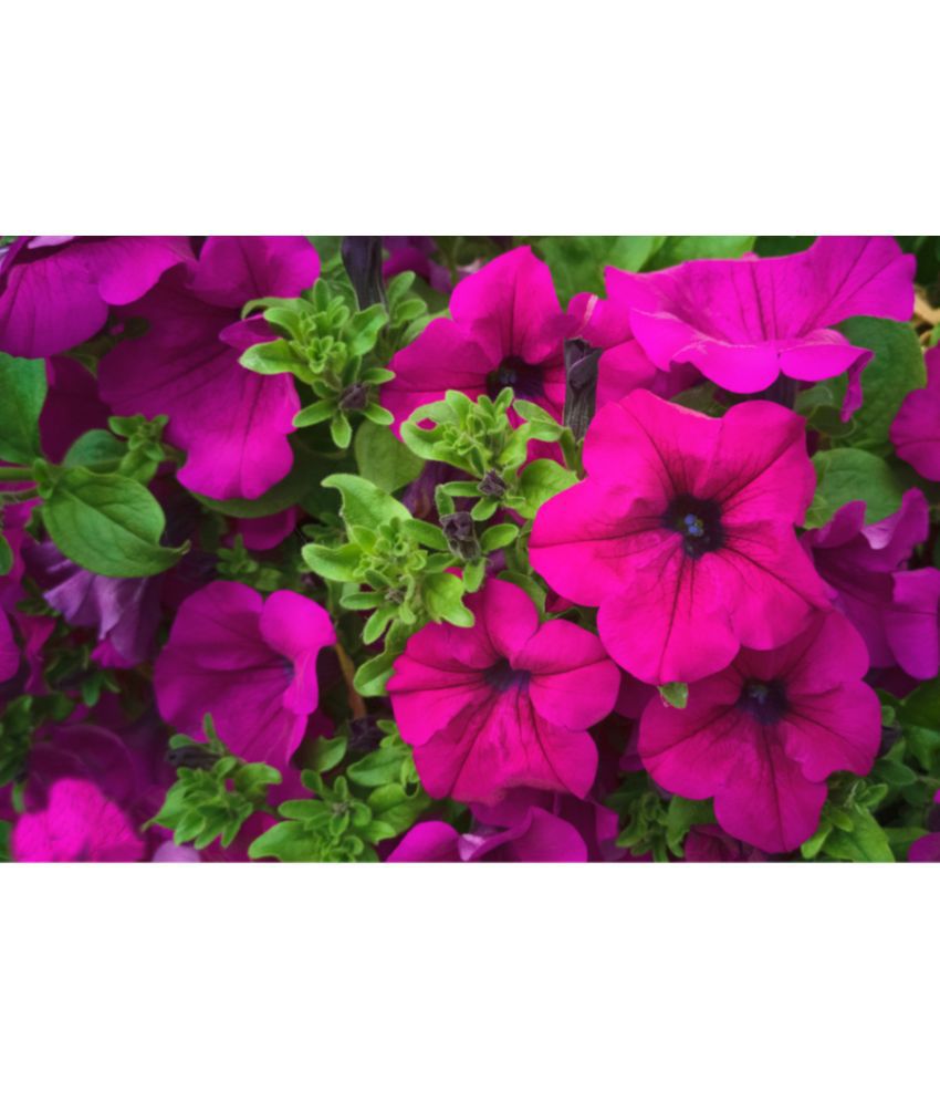     			homeagro - Petunia Mixed Flower ( 50 Seeds )