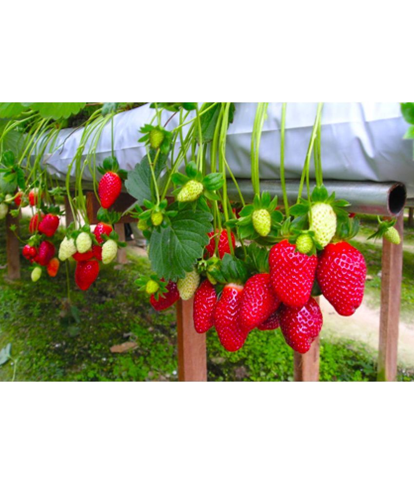     			zello - Strawberry Fruit ( 20 Seeds )