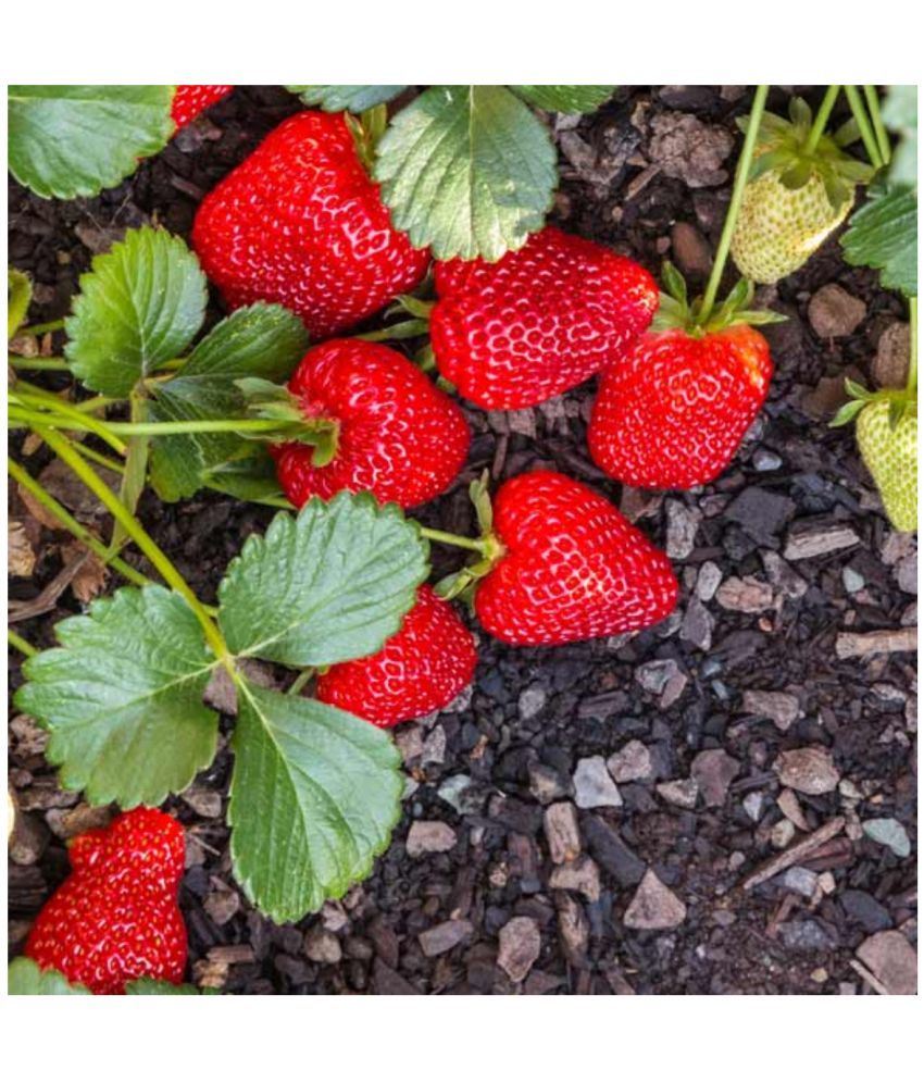     			zello - Strawberry Fruit ( 20 Seeds )