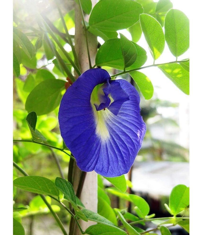     			CLASSIC GREEN EARTH - Pea Flower ( 50 Seeds )