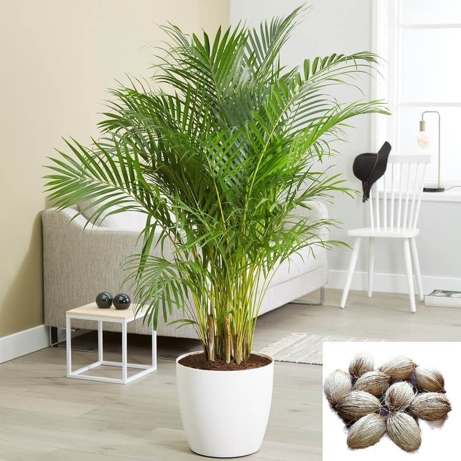     			homeagro - Areca Palm Bonsai Fruit Seeds (Pack of 5)