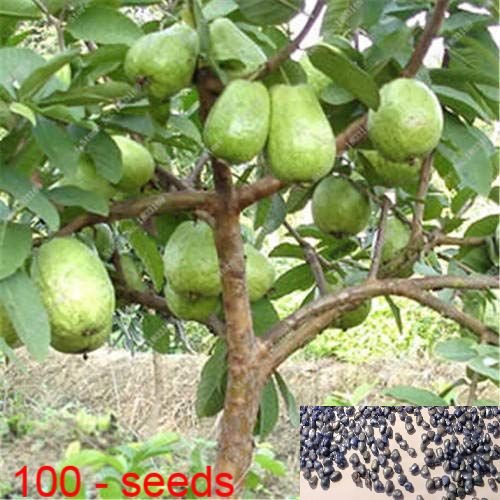     			homeagro- Guava Fruit Seeds (Pack of 100)