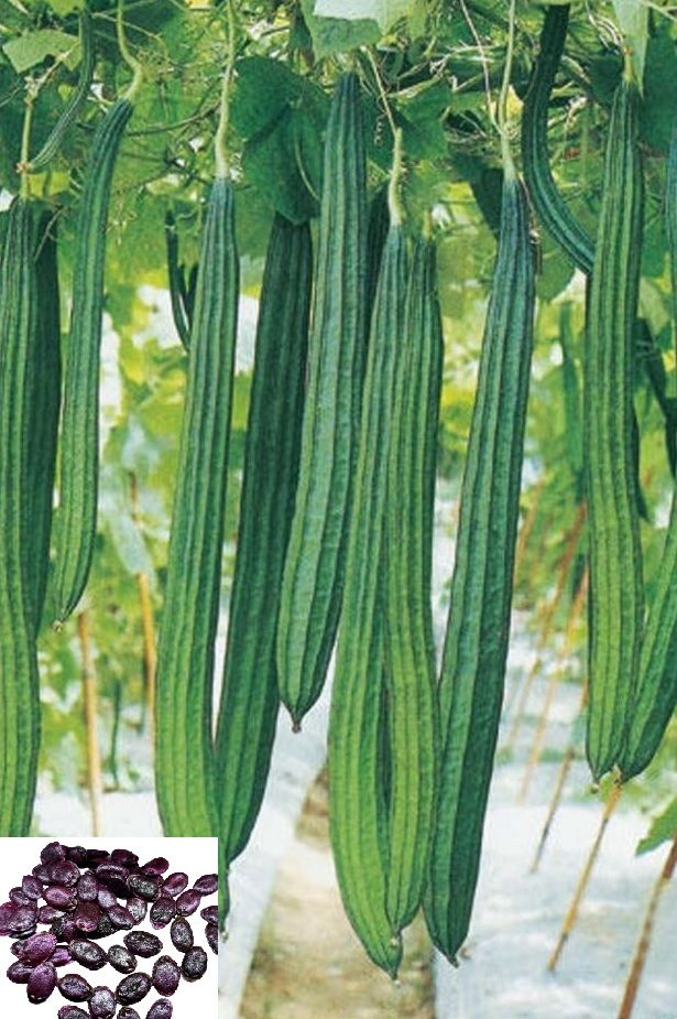     			homeagro - Ridge Gourd (Toree) Vegetable ( 20 Seeds )