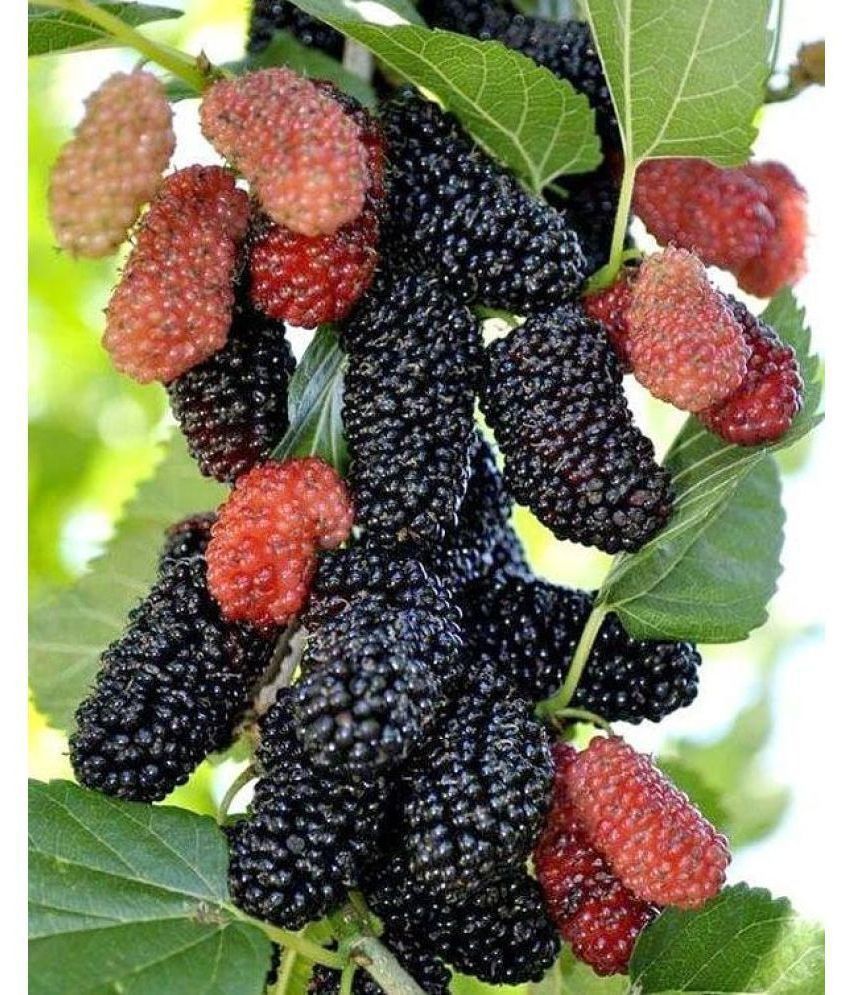     			CLASSIC GREEN EARTH - Mulberryn Sahtooth Fruit ( 100 Seeds )