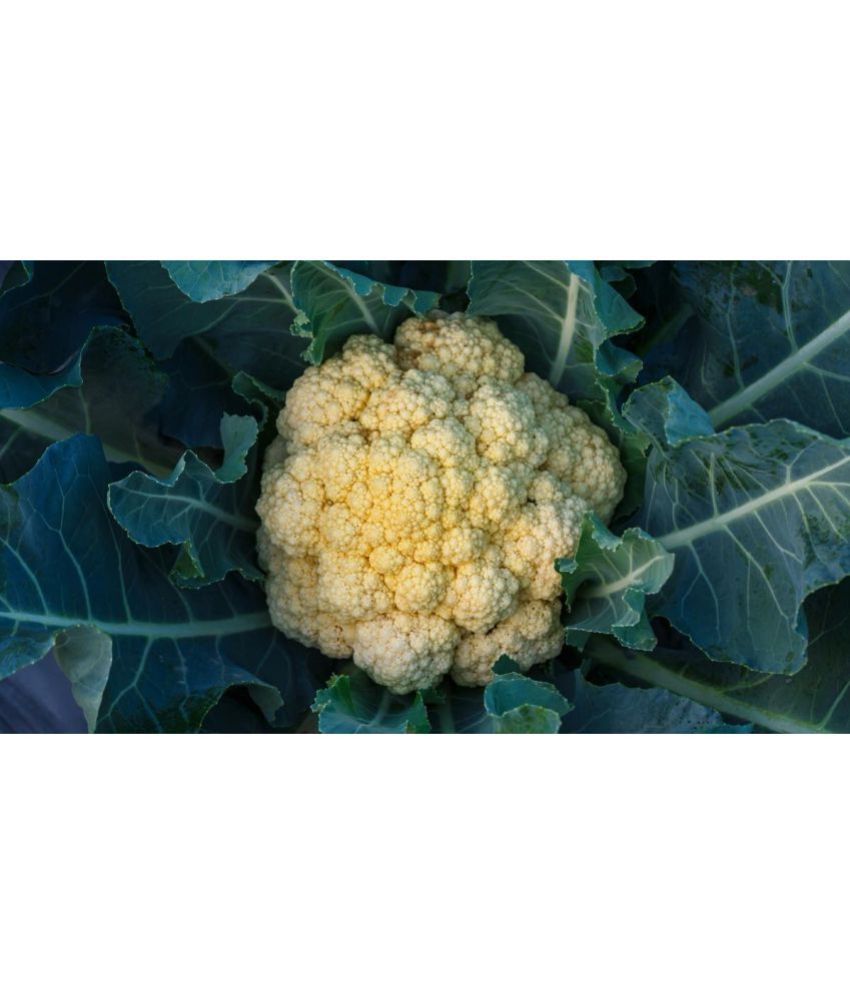     			Recron Seeds - Cauliflower Vegetable ( 50 Seeds )