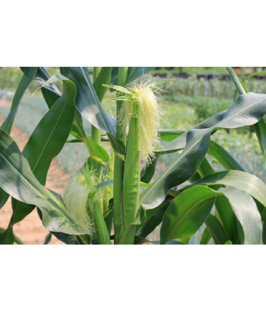     			Recron Seeds - Sweet Corn Vegetable ( 30 Seeds )