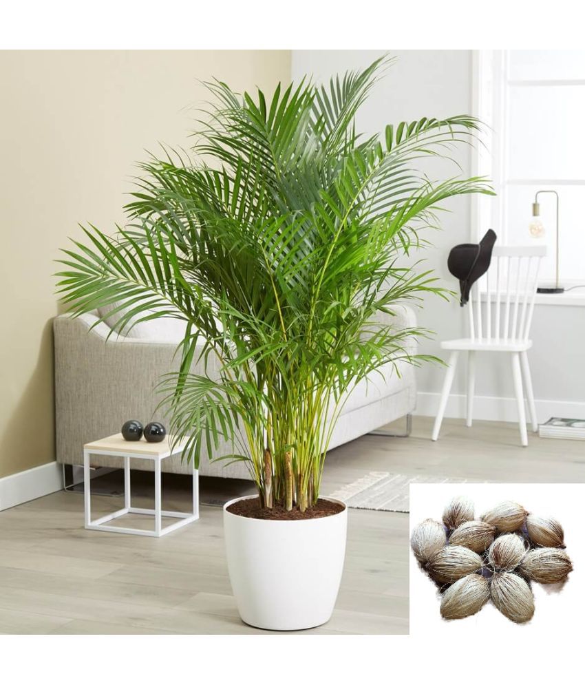     			homeagro - Areca palm Plant ( 5 Seeds )