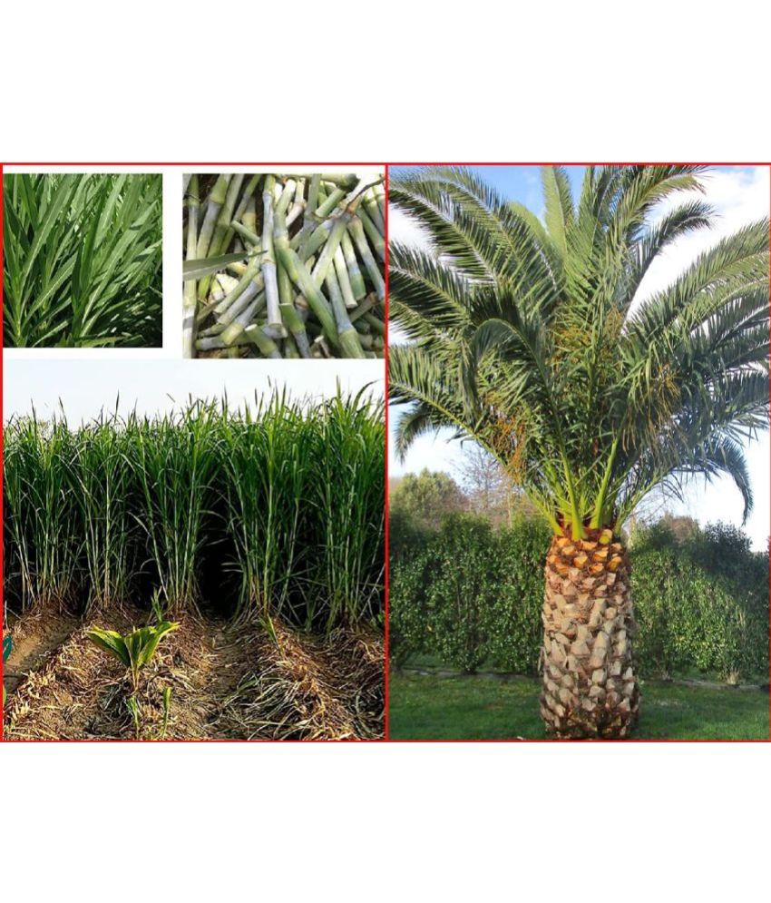     			Shivam organic Seeds Combo - Super Napier Grass ( 500 seeds) and Areca palm Plant ( 5 Seeds )