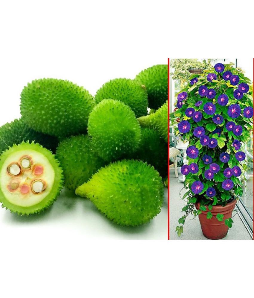     			sky star agro Seeds Combo - Kantola - Teasle Gourd Vegetable ( 20 seed ) and Iphomia Mix flower ( 20 seed )