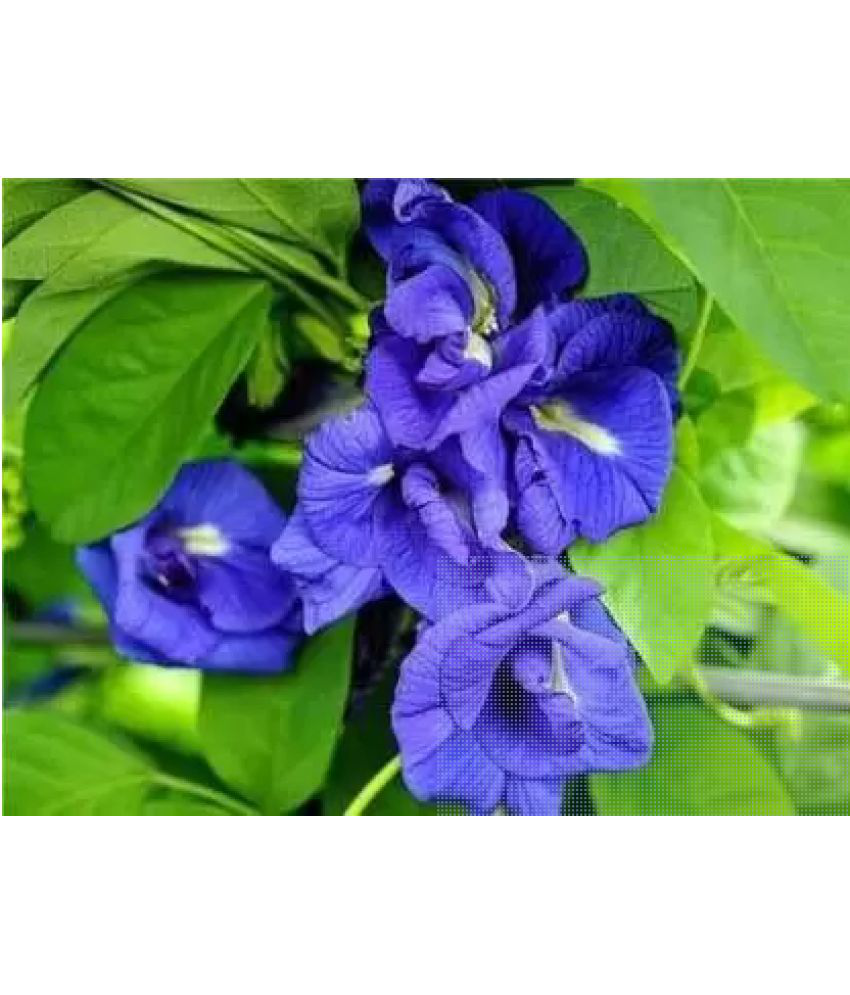     			CLASSIC GREEN EARTH - Ipomoea Flower ( 60 Seeds )