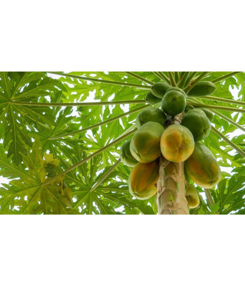     			CLASSIC GREEN EARTH - Papaya Fruit ( 70 Seeds )
