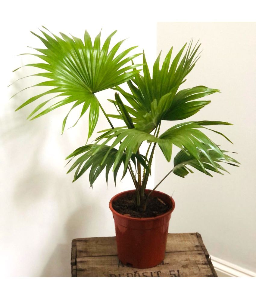     			HN organic seed - Areca palm Plant ( 5 Seeds )