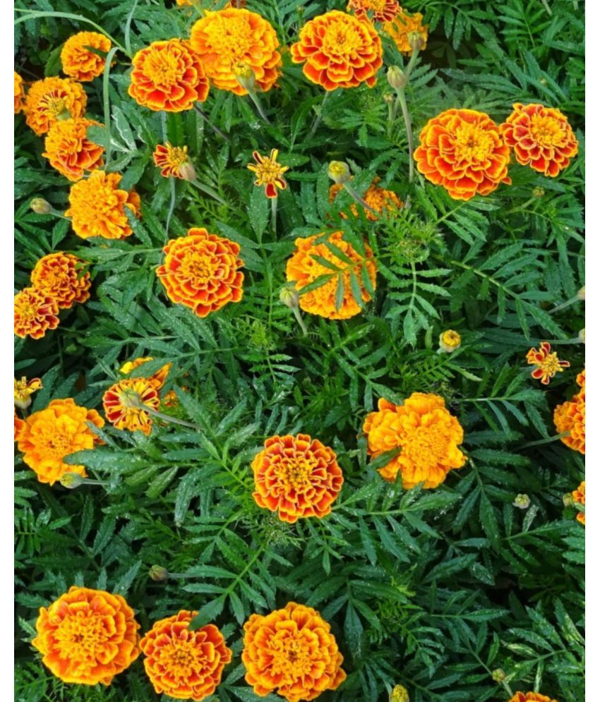     			HN organic seed - Marigold Flower ( 50 Seeds )