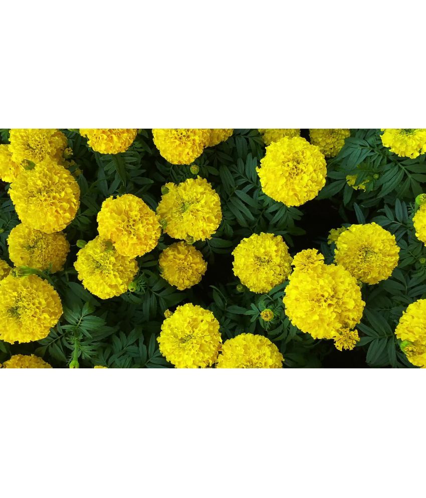     			HN organic seed - Marigold Flower ( 50 Seeds )