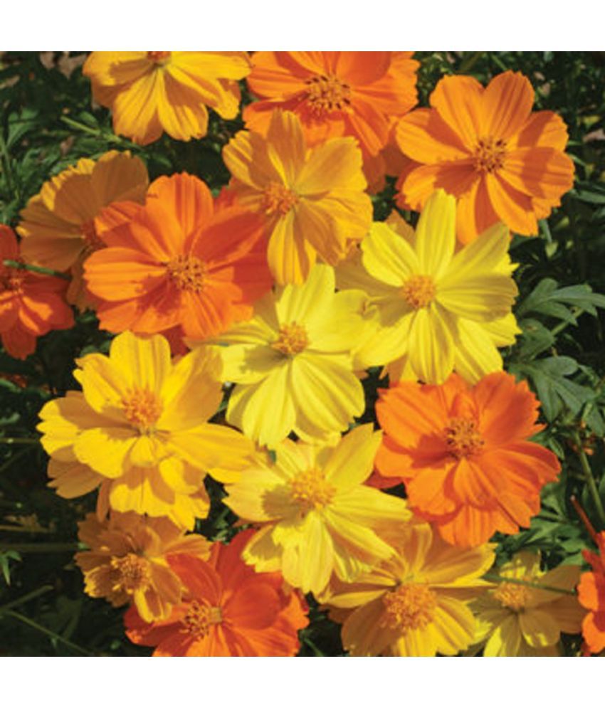    			CLASSIC GREEN EARTH - Cosmos Flower ( 25 Seeds )