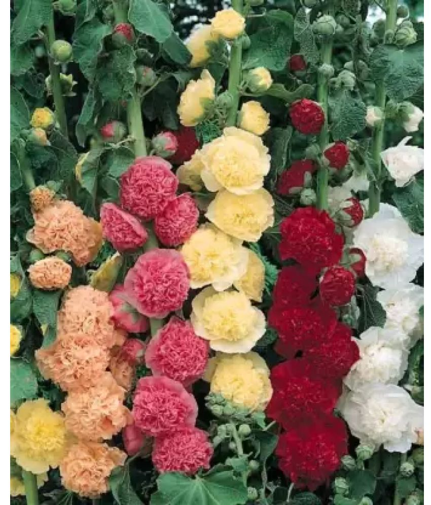     			CLASSIC GREEN EARTH - Hollyhock Flower ( 25 Seeds )