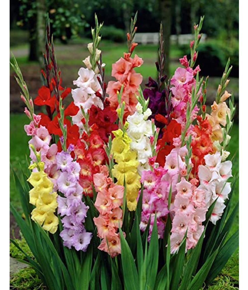     			CLASSIC GREEN EARTH - Gladiolus Mixed Flower ( 4 Seeds )