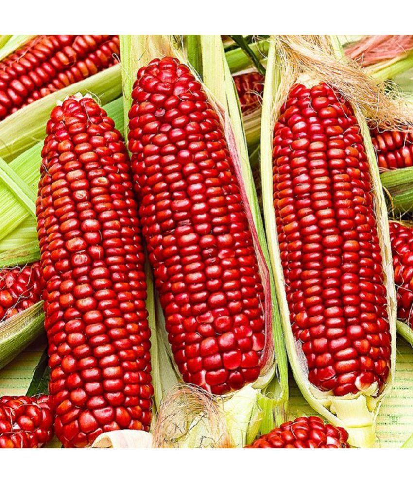     			homeagro - Red Corn Vegetable ( 50 Seeds )