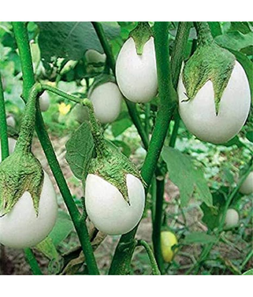     			CLASSIC GREEN EARTH - Brinjal Vegetable ( 100 Seeds )