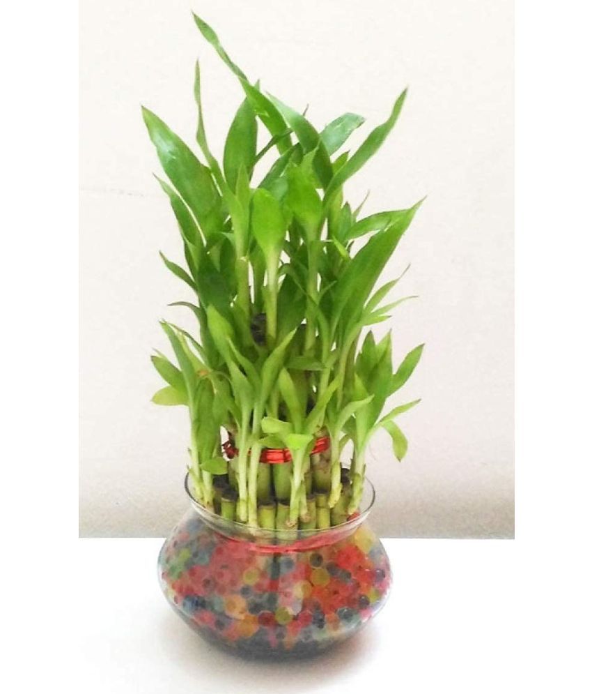     			Green plant indoor - Green Wild Artificial Flowers With Pot ( Pack of 1 )