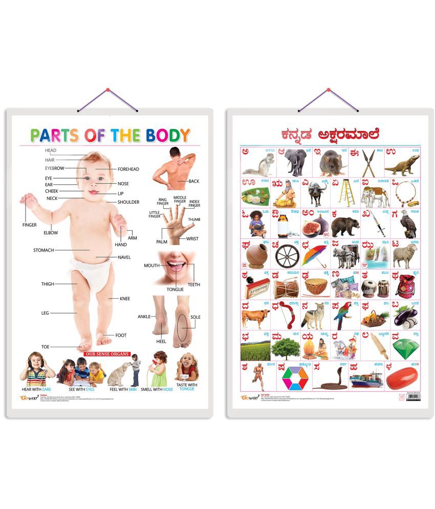     			Set of 2 Parts of the Body and Kannada Alphabet Early Learning Educational Charts for Kids | 20"X30" inch |Non-Tearable and Waterproof | Double Sided Laminated | Perfect for Homeschooling, Kindergarten and Nursery Students