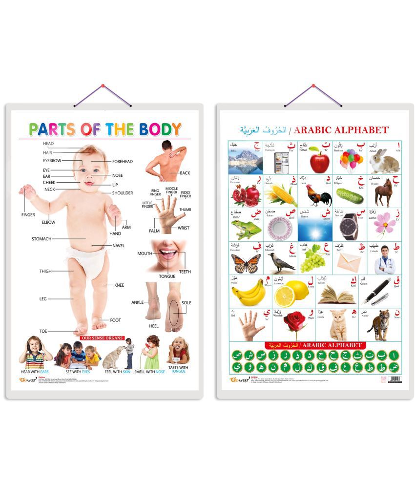     			Set of 2 Parts of the Body and Arabic Alphabet (Arabic) Early Learning Educational Charts for Kids | 20"X30" inch |Non-Tearable and Waterproof | Double Sided Laminated | Perfect for Homeschooling, Kindergarten and Nursery Students