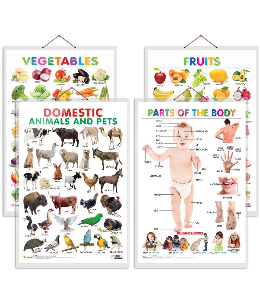     			Set of 4 Fruits, Vegetables, Domestic Animals and Pets and Parts of the Body Early Learning Educational Charts for Kids | 20"X30" inch |Non-Tearable and Waterproof | Double Sided Laminated | Perfect for Homeschooling, Kindergarten and Nursery Students