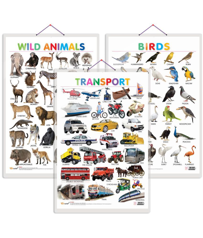     			Set of 3 Wild Animals, Birds and Transport Early Learning Educational Charts for Kids | 20"X30" inch |Non-Tearable and Waterproof | Double Sided Laminated | Perfect for Homeschooling, Kindergarten and Nursery Students
