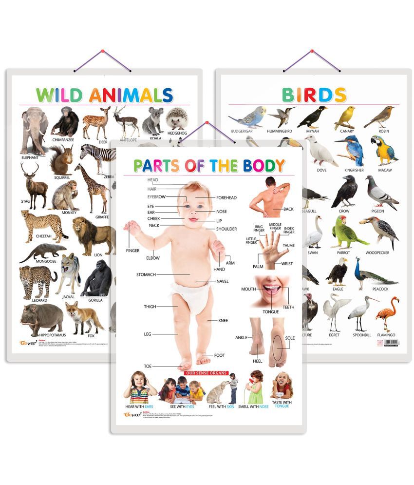     			Set of 3 Wild Animals, Birds and Parts of the Body Early Learning Educational Charts for Kids | 20"X30" inch |Non-Tearable and Waterproof | Double Sided Laminated | Perfect for Homeschooling, Kindergarten and Nursery Students
