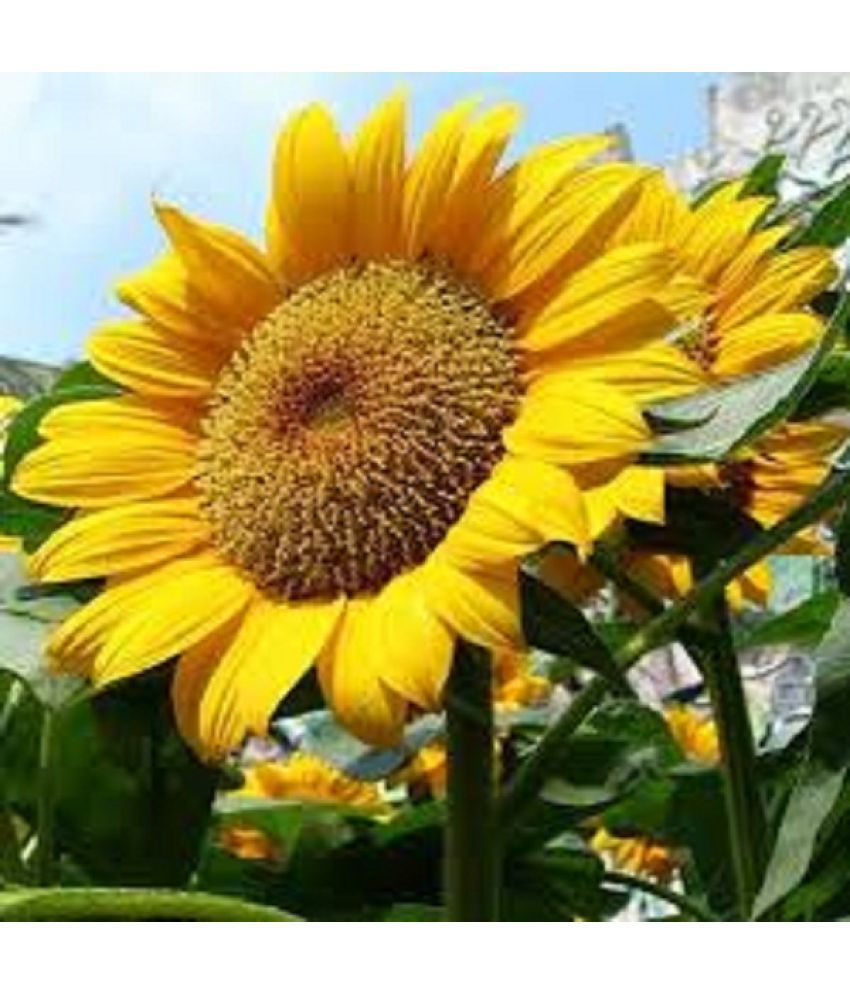     			Jignisha Fashion - Sunflower Flower ( 30 Seeds )