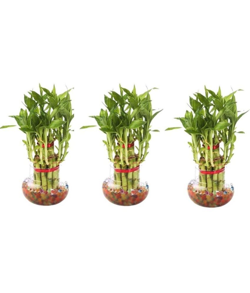     			Green plant indoor - Green Wild Artificial Flowers With Pot ( Pack of 3 )