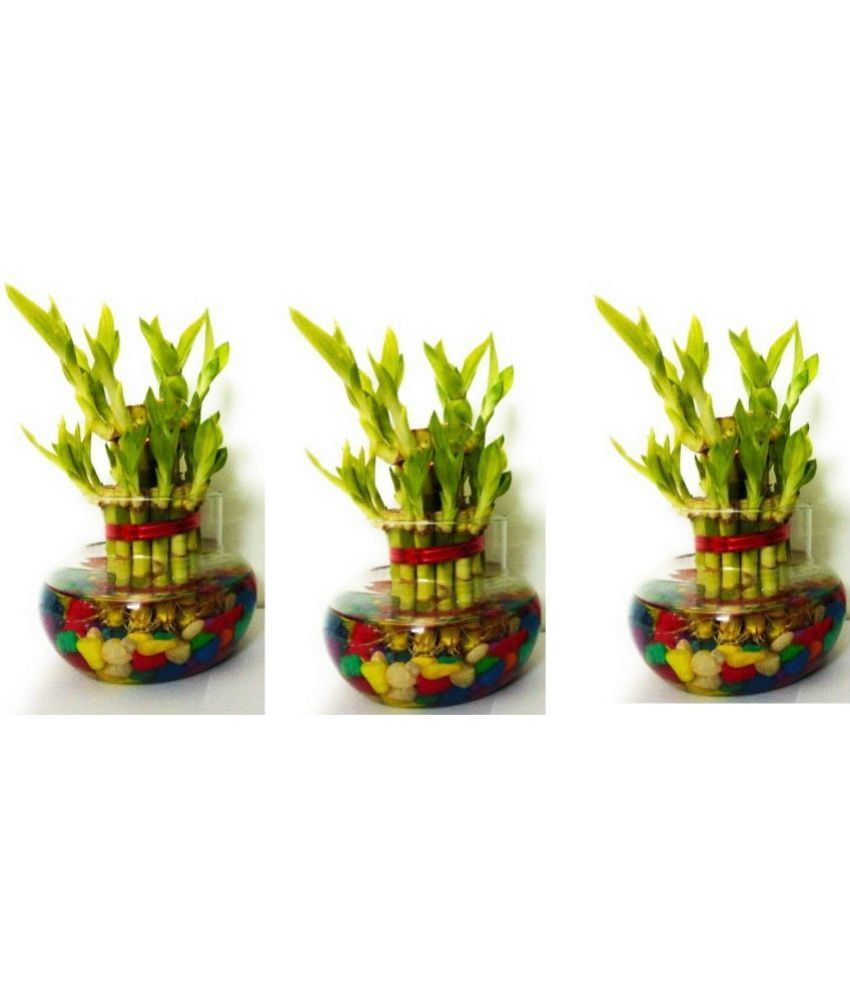     			Green plant indoor - Green Wild Artificial Flowers With Pot ( Pack of 3 )