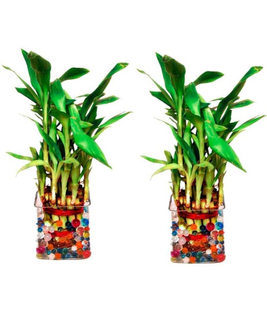     			Green plant indoor - Green Wild Artificial Flowers with Basket ( Pack of 2 )