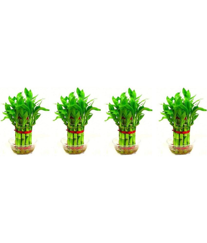     			Green plant indoor - Green Wild Artificial Flowers With Pot ( Pack of 4 )